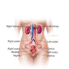 An antibiotic for male private part itching treatment is effective for an infection on the skin caused by bacteria. Vaginal Abnormalities Vaginal Agenesis Symptoms Diagnosis Treatment Urology Care Foundation