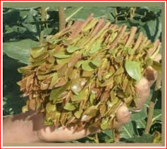 Image result for Catha edulis