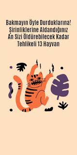 Bakmayin Oyle Durduklarina Sirinliklerine Aldandiginiz An Sizi Oldurebilecek Kadar Tehlikeli 13 Hayvan 2020 Hayvan Hayvanlar Alemi Hayvanlar