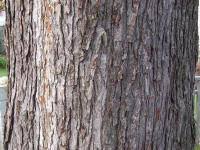 You should also take into account the fact that grass and other plants may not grow well under the shade of a mature sugar maple tree. Acer Saccharinum Wikipedia