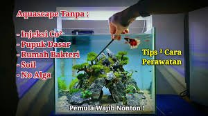 Gantilah air aquascape separuhnya seminggu sekali, ini akan membuat kadar co2 selalu terjaga. Cara Merawat Aquascape Tanpa Co2 Dan Pupuk Dasar Youtube