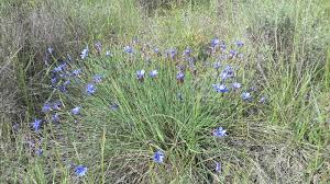 Image result for Chlorophytum calyptrocarpum
