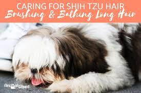 Caring For Shih Tzu Hair - Tips On Brushing, Bathing And Long Hair Care