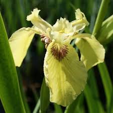 Raponzolo a foglie di scorzonera. Iris D Acqua Iris Pseudacorus Seakrill Arborea Farm S S Soc Agr