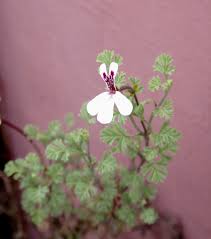 Image result for Vernonia nepetifolia