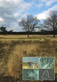 Image result for Dichapetalum rhodesicum