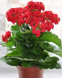 Kalanchoe This Water Retaining Succulent Grows Colorful Bell Shaped Flowers It Takes Very Little Care Says Nejman Kalancho Dry Climates Succulents Plants