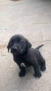 We are a team of family oriented people who. Yellow Lab Puppies For Sale Virginia