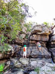 Image result for Ypsilopus erectus