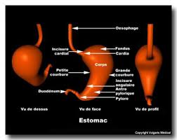 A double contrast barium study demonstrates irregular circumferential narrowing of the duodenum with marked ulceration, due to involvement by a. Cancer De L Estomac Symptomes Causes Traitements Vulgaris Medical