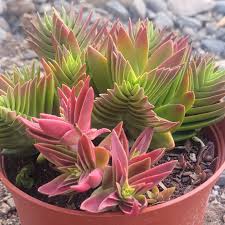 Image result for Crassula capitella