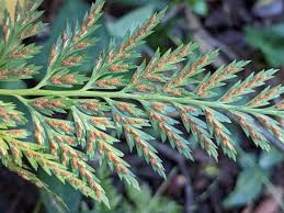 Image result for Asplenium barteri