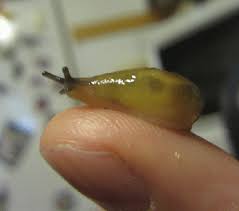 Image result for snail animated gif