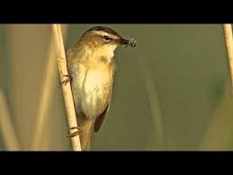 Bird Sounds Birds Singing Mp3 Download Sounds Of Nature Sedge Warbler Bird Call Bird Song Youtube Birds Bird Calls Relaxing Music