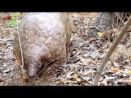 Male and female animals name list. Can You Walk Like A Pangolin Curious Wild Animal Behavior Youtube