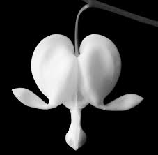 Black And White Bleeding Heart Flower Images Beautiful White Bleeding Heart Bleeding Heart Flower Child Big Garden