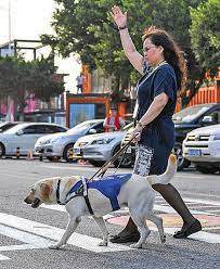 Robotic Guide Dogs Show Potential To Assist Lives Of Blind People Worldwide World Chinadaily Com Cn