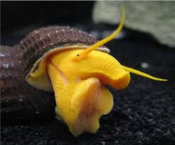 Marine Science In A Drop This Is The Golden Elephant Snail Otherwise Snail Aquarium Snails Weird Sea Creatures