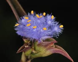 Image result for Cyanotis vaga