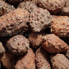 Image result for Hirtella zanzibarica