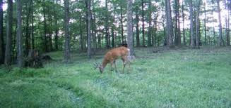 Think about what will occur once hunting season begins. Food Plots For Whitetail Deer In Texas
