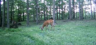 Think about what will occur once hunting season begins. Food Plots For Whitetail Deer In Texas
