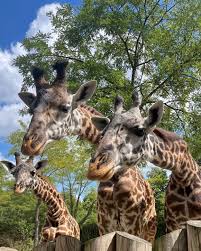 Cincinnati Zoo | From left to right, Zeke, Fenn & Tessa waiting for a  snack! 😍 | Instagram