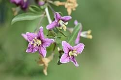 Image result for Lycium pilifolium