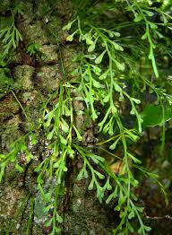 Image result for Asplenium mannii