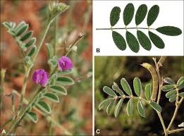 Image result for Tephrosia polystachya