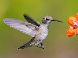 We did not find results for: Black Chinned Hummingbird Ebird