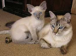 Resultado de imagem para gato balinÃªs