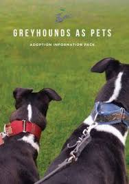 Greyhounds can be friends with small furry dogs. Adopt A Greyhound Greyhounds As Pets
