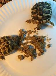 Pin By Eric Hughes On Tortoise Turtle Tortoise Turtle Turtle Tortoise