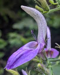 Image result for Brillantaisia cicatricosa