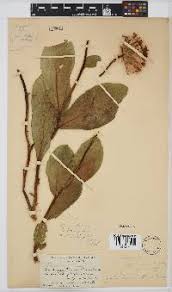 Image result for Vernonia gerberiformis