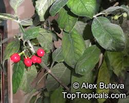 Image result for Psychotria kirkii