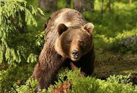 Maybe you would like to learn more about one of these? AstÄzi SÄrbÄtorim Ziua Ursului Èi AflÄm Cand Vine PrimÄvara DacÄ Ursul Nu IÈi Vede Umbra Iarna Este Pe SfarÈite Universul Argesean