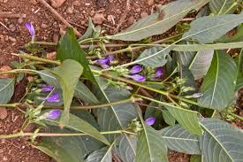 Image result for Hygrophila