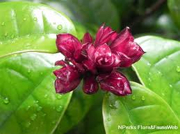 Image result for Strophanthus nicholsonii