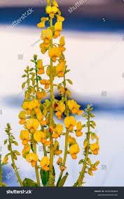 Image result for Crotalaria spectabilis