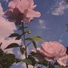 View and download for free this rose background wallpaper which comes in best available resolution of 2560x1600 in high quality. 3