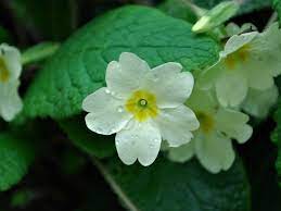 Primrose Common Primrose English Primrose Primula Vulgaris