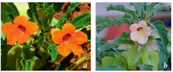 Image result for Pterodiscus aurantiacus