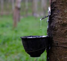 CÔNG TY CỔ PHẦN CAO SU ĐẮK LẮK - CMS