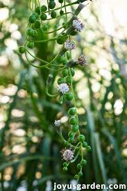 We did not find results for: What Does The String Of Pearls Plant Smell Like Sweet And Spicy