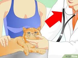 Once toms start to spray,neutering often doesn't change this. How To Prevent A Cat From Spraying 12 Steps With Pictures