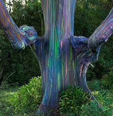 Rainbow Eucalyptus Tree Imgur Weird Trees Rainbow Eucalyptus Tree Rainbow Eucalyptus