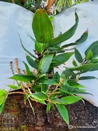 Image result for Shibataea kumasasa