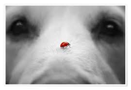 We did not find results for: Ladybug On Dog Nose Posters And Prints Posterlounge Com